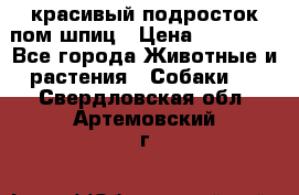 красивый подросток пом шпиц › Цена ­ 30 000 - Все города Животные и растения » Собаки   . Свердловская обл.,Артемовский г.